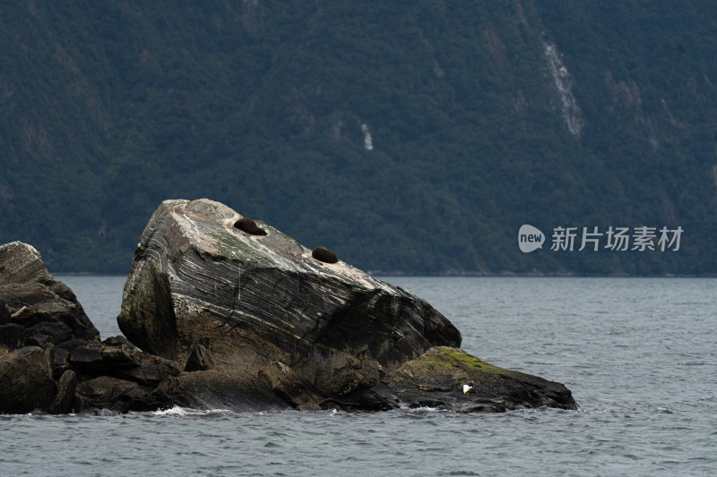 新西兰米佛峡湾Milford Sound野生海豹