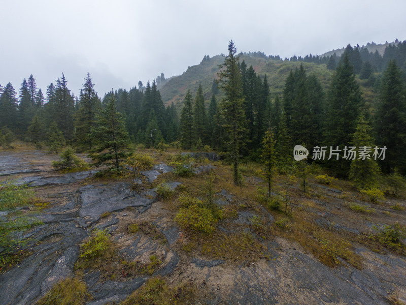 静谧的森林与湖景