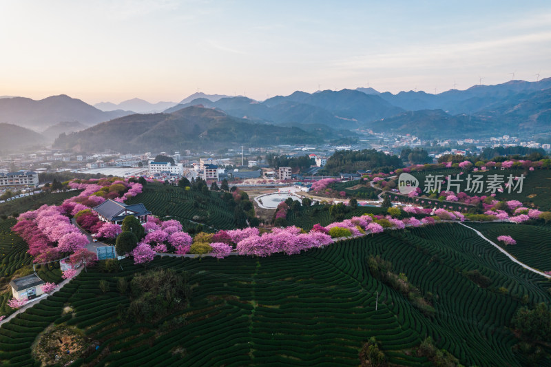 福建龙岩永福台品樱花茶园