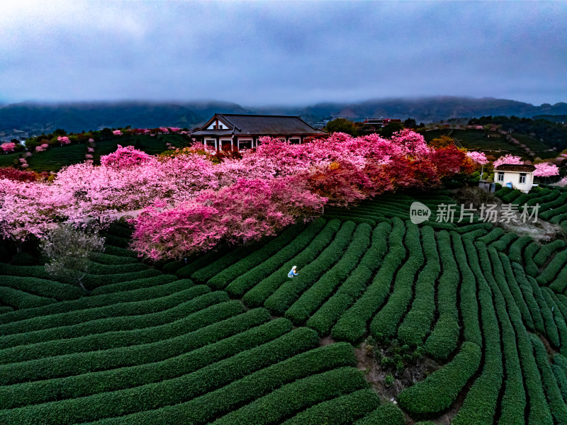 福建龙岩台品樱花院茶园樱花相映成趣照片