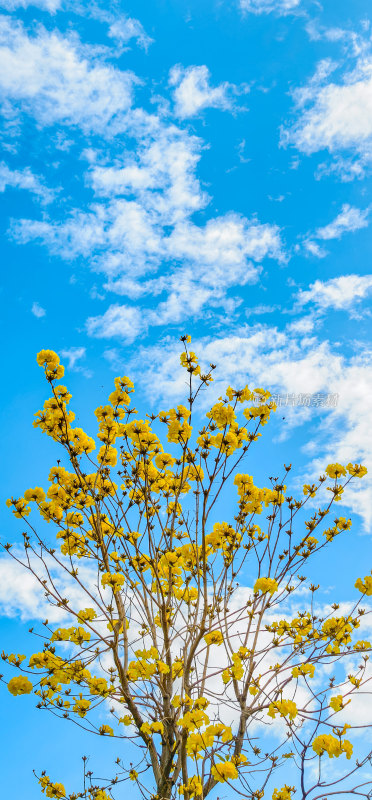 春天佛山澜石公园盛开的黄花风铃木