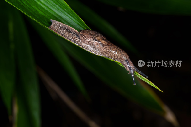 绿叶上的蛞蝓特写镜头