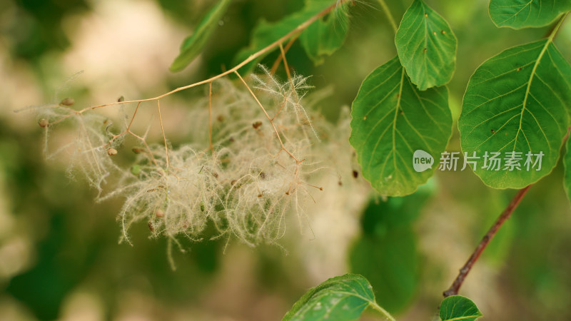 植物素材——黄栌花