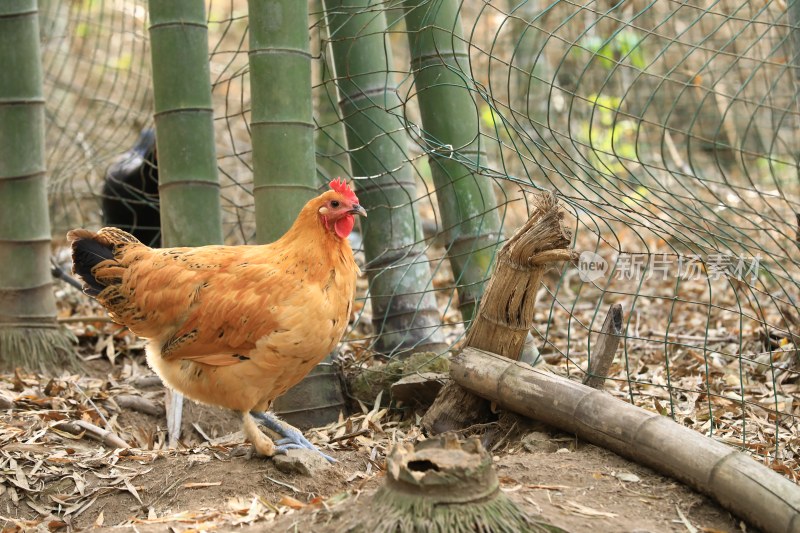 山林竹林散养土鸡