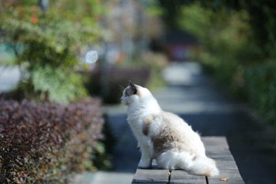 猫坐在公园的长椅上