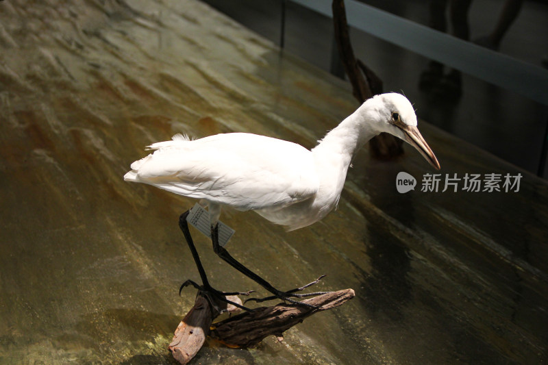 博物馆内川西高原鸟类动物标本展示