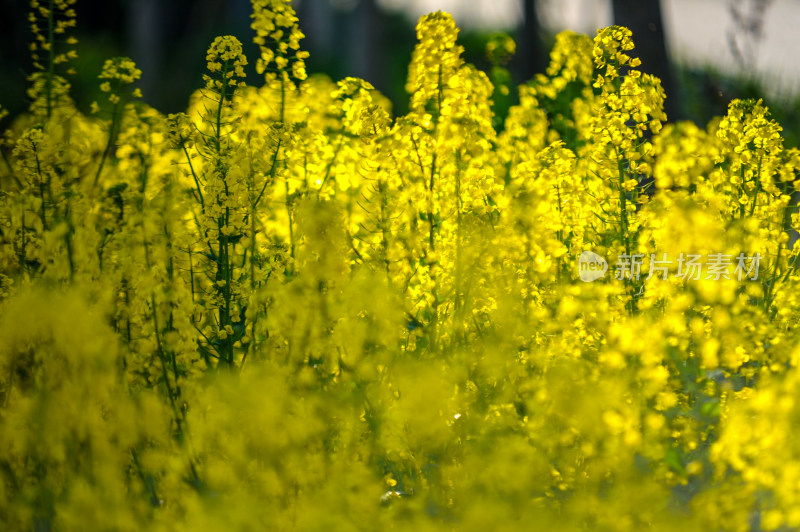 油菜花盛开