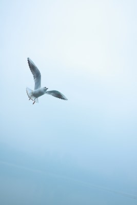 海鸥在空中展翅飞翔 抓拍每一瞬都不同