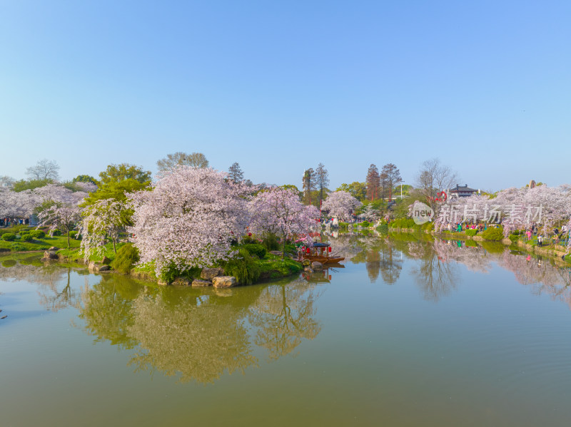 武汉东湖磨山樱花园樱花盛开