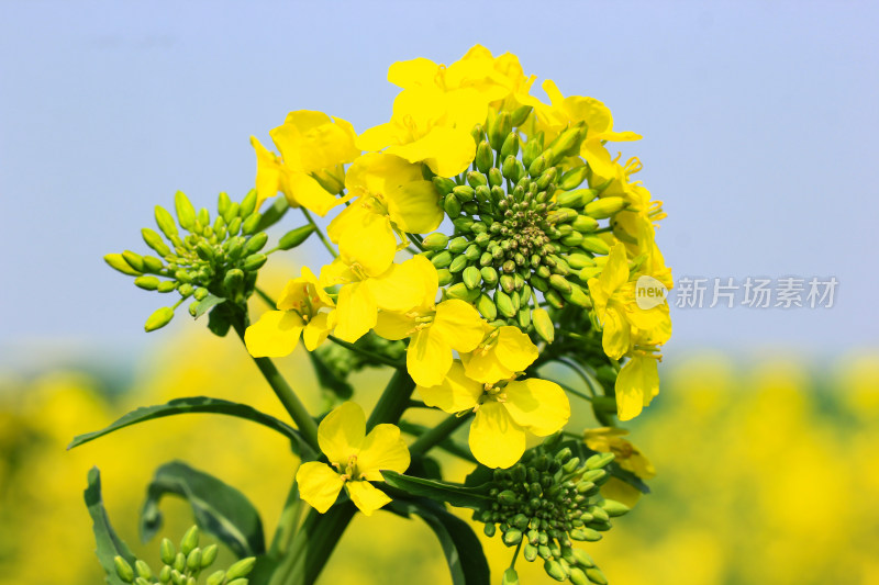 春天金黄的油菜花特写