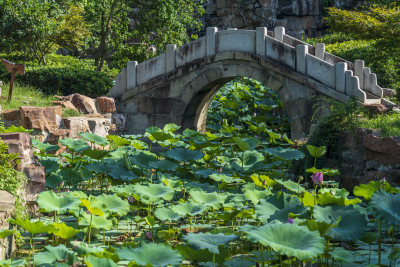 武汉江岸区解放公园风景