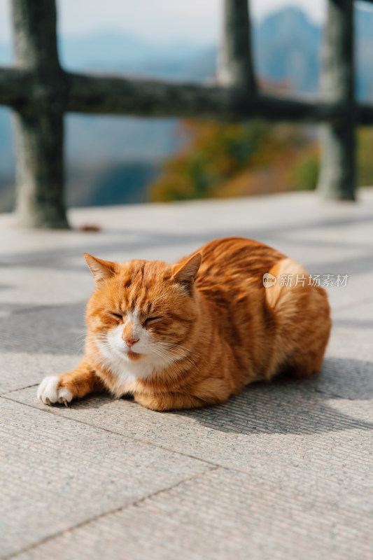 晒太阳的橘猫