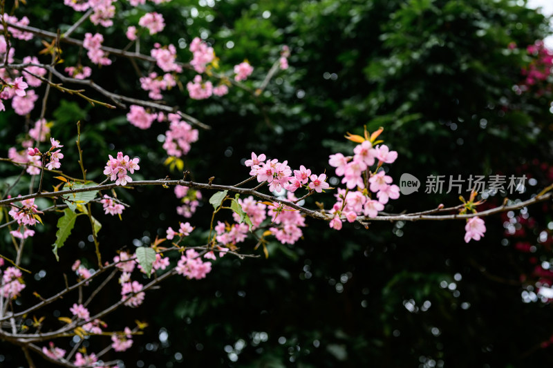 盛开的粉色樱花枝条