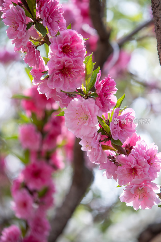 春天枝头绽放的粉红色碧桃花