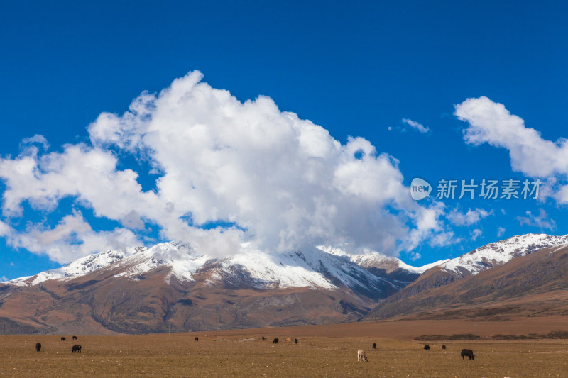 雪山草原风光