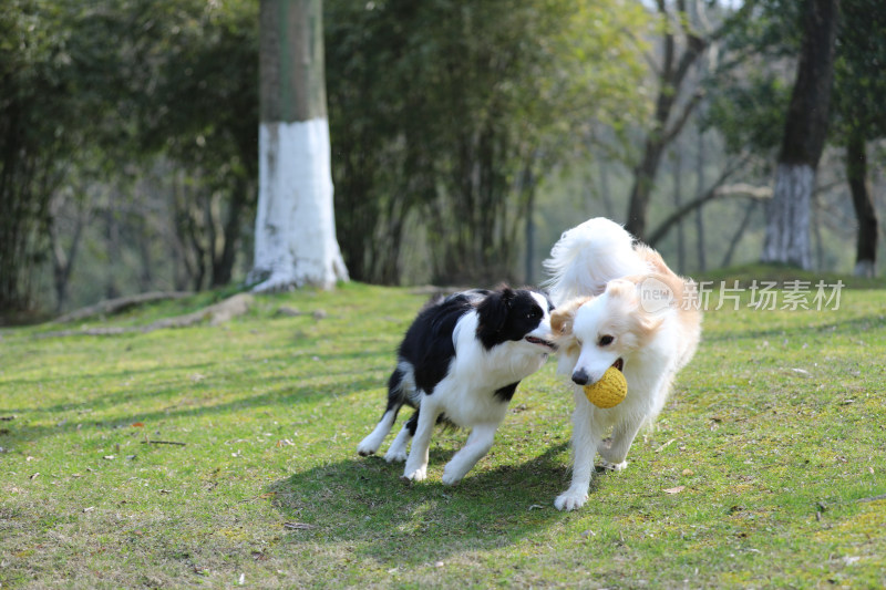 两只在公园里玩球的边境牧羊犬