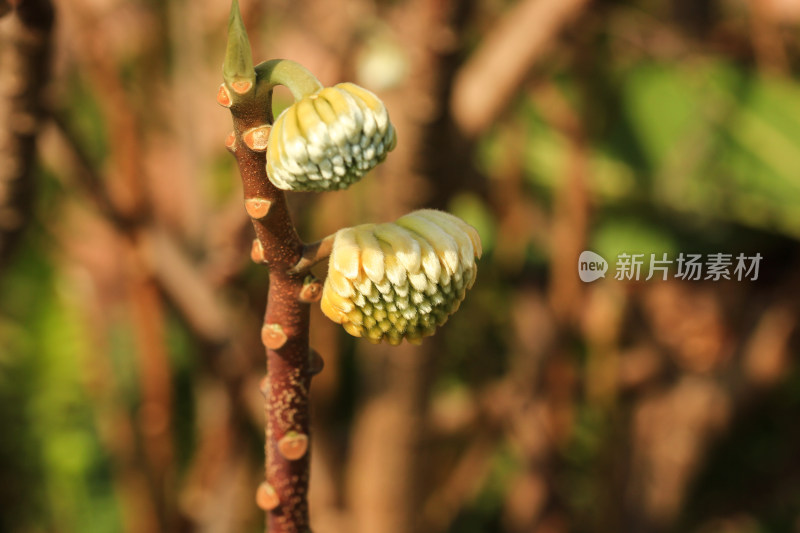 结香花花蕾实拍素材