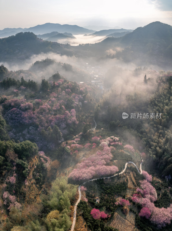 山间花海与蜿蜒小路全景