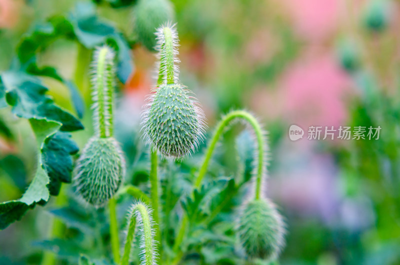 还未盛开的虞美人花苞