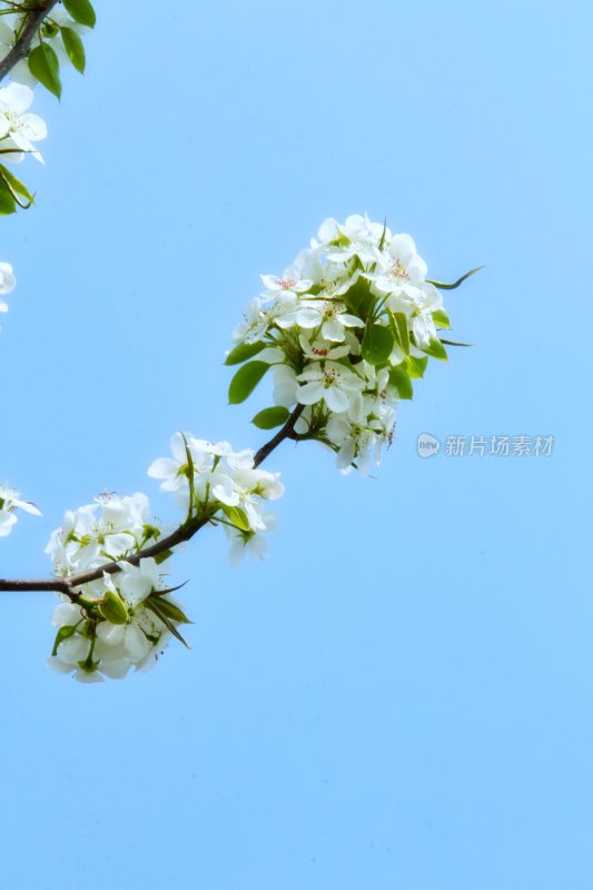 一树梨花压海棠