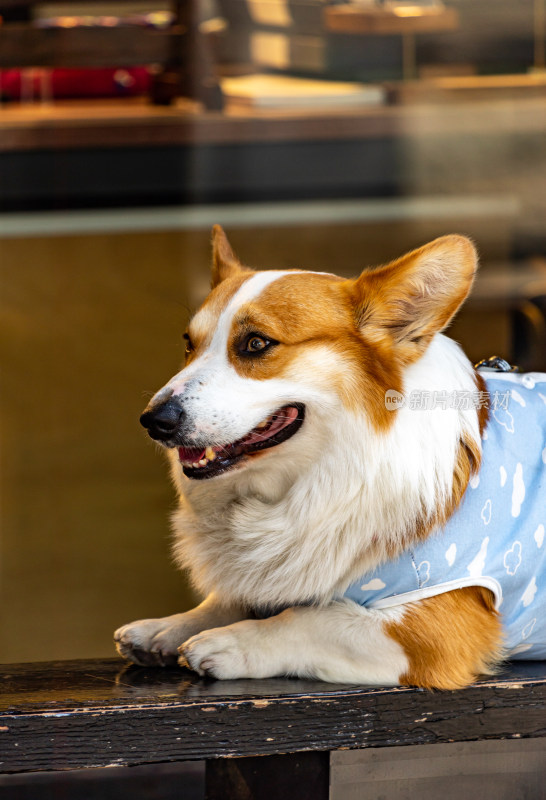 中华秋田犬特写镜头