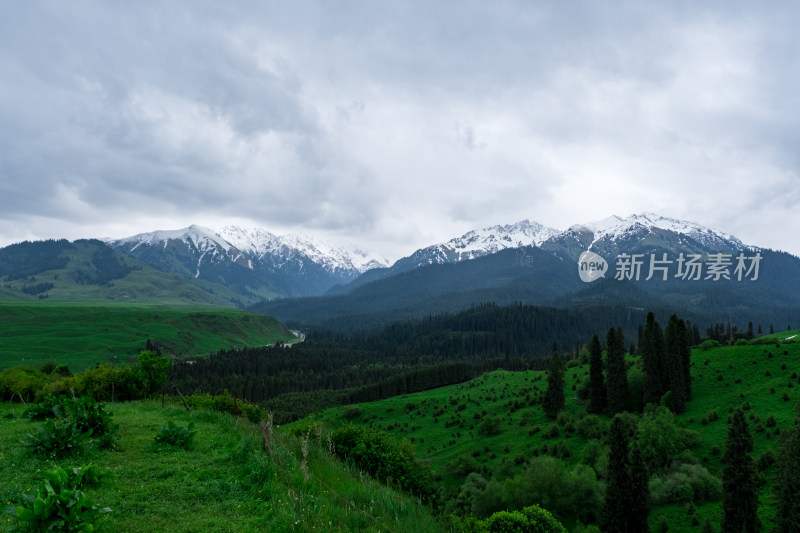 新疆伊犁恰西雪山森林草原风光