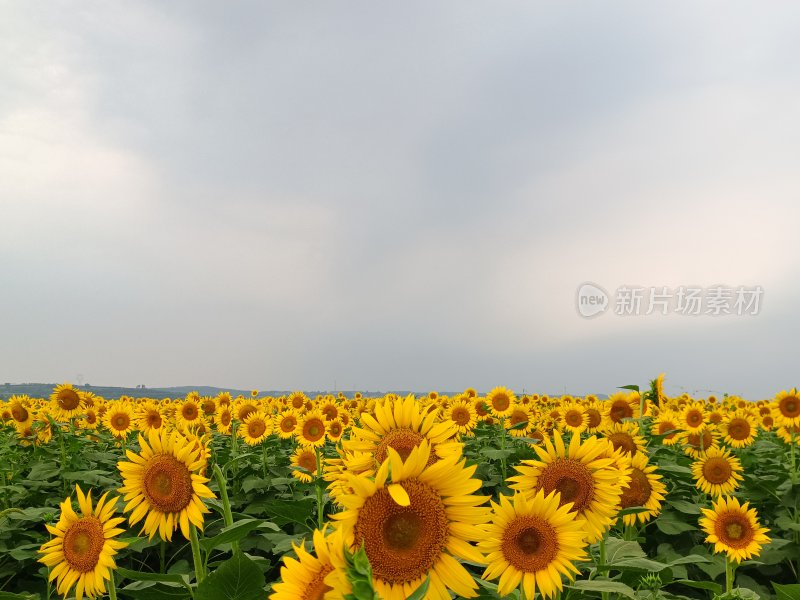 阴天里大片向日葵花海壮观景象