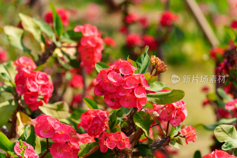 红色开花植物铁海棠