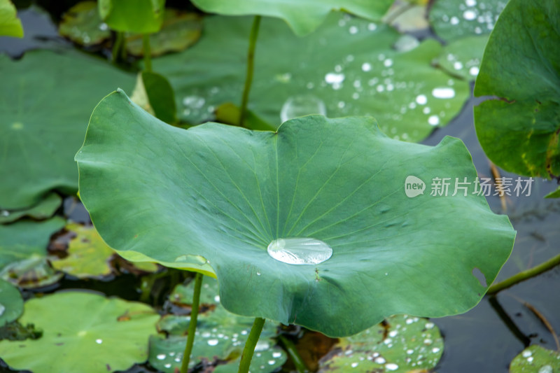 雨后荷叶上的晶莹水珠