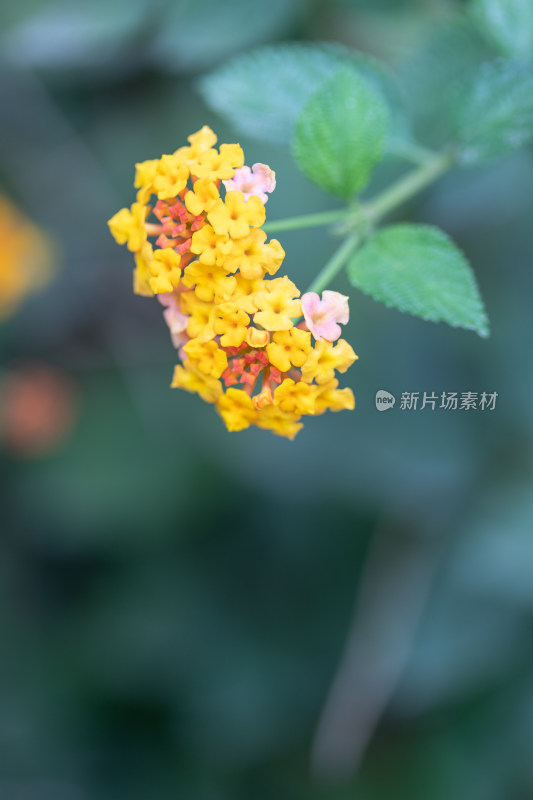 马樱丹花