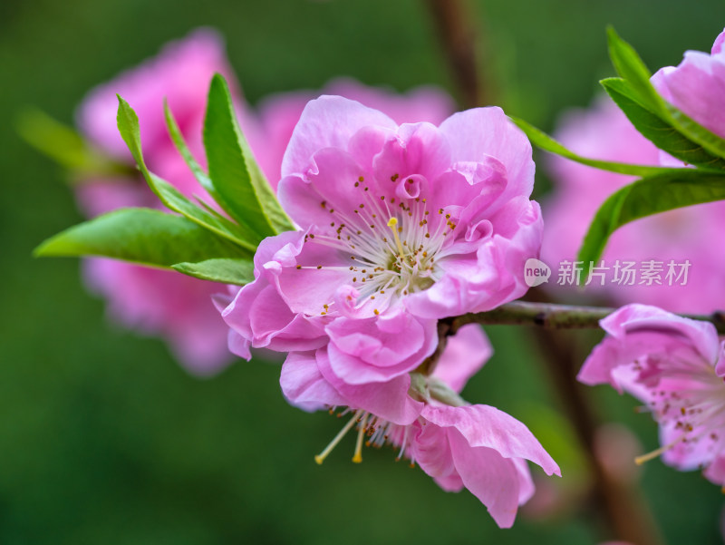 春天的桃花开花特写