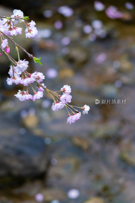 武汉东湖磨山樱花园樱花盛开