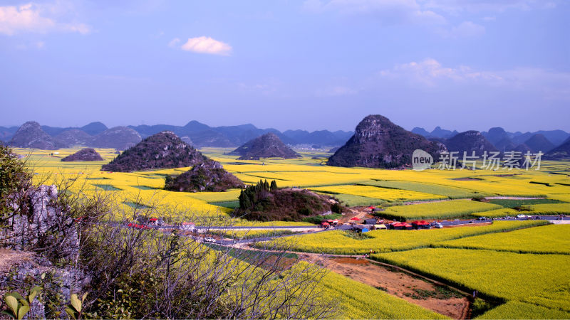 油菜花海