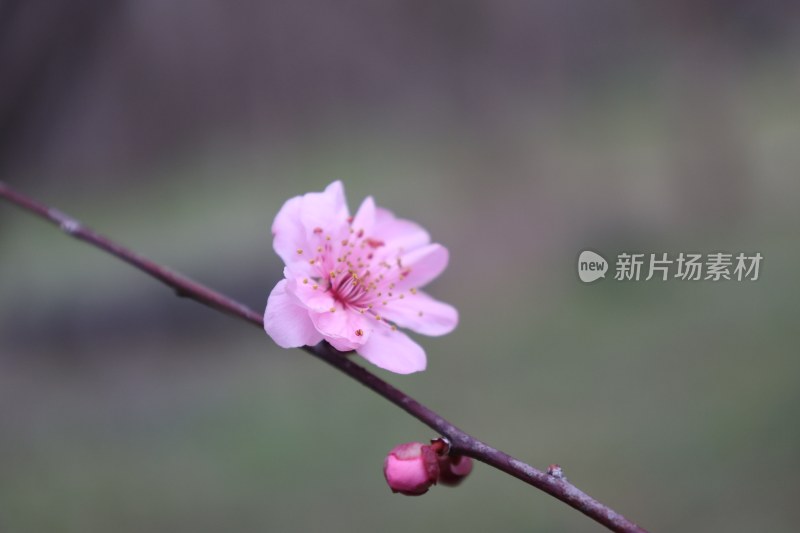 特写粉色单枝桃花