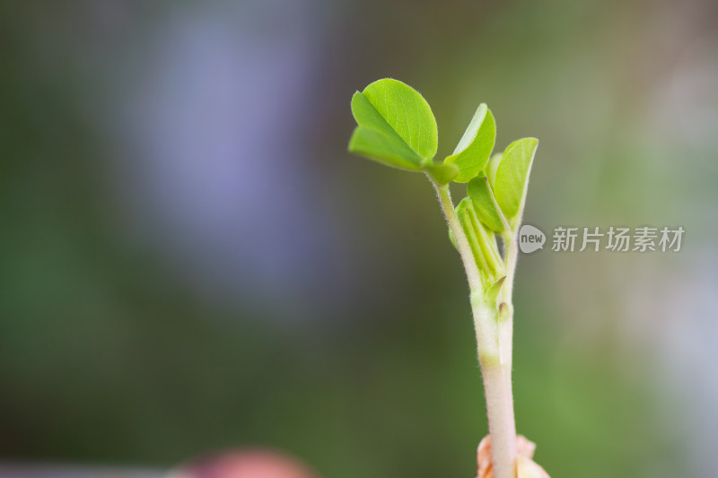 春天萌发的嫩芽