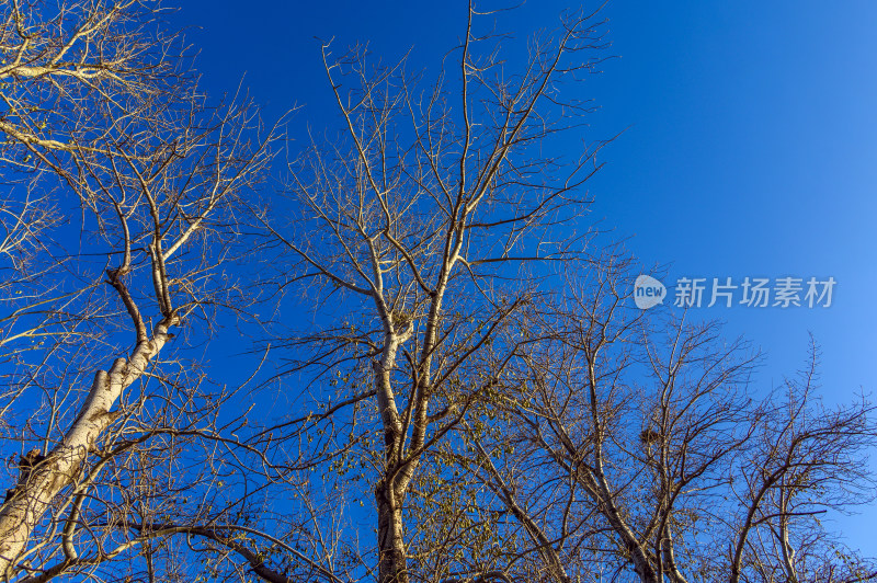 冬季蓝天与树枝