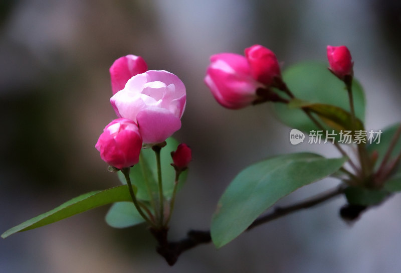 盛开的花朵