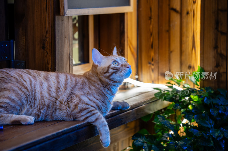 可爱橘猫特写镜头