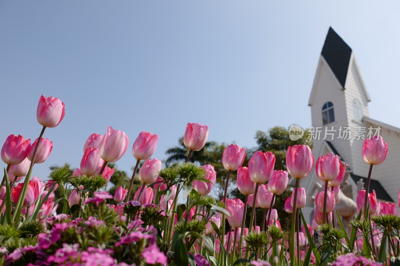 厦门园博苑第15届郁金香花展以及大地花卉展