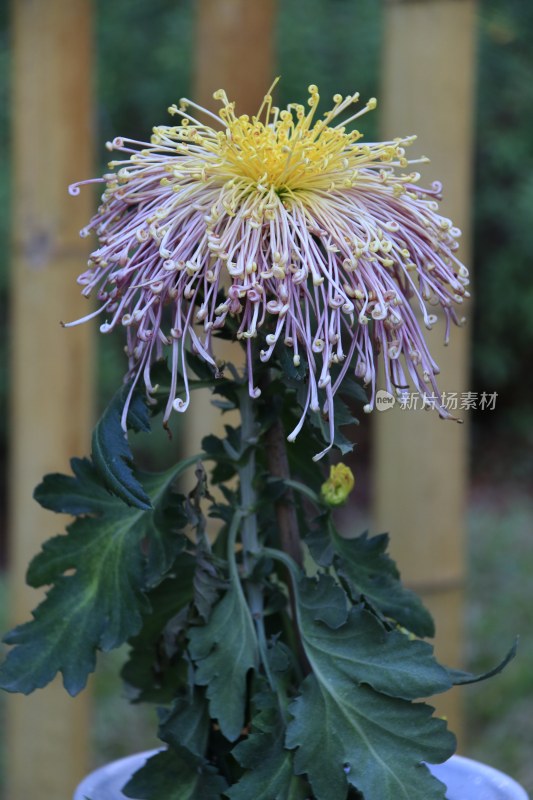 金丝菊 黄色菊花 橙色菊花 