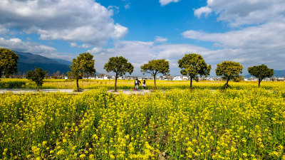 油菜花田与山