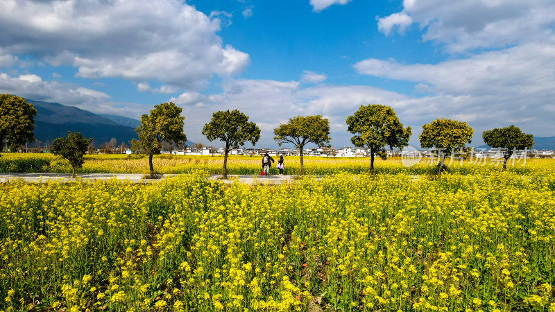 油菜花田与山