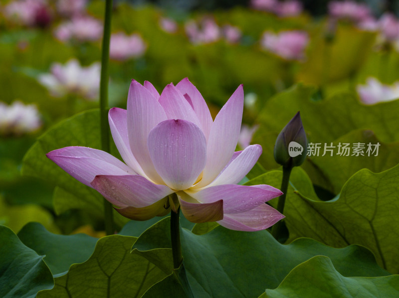 粉色荷花特写镜头