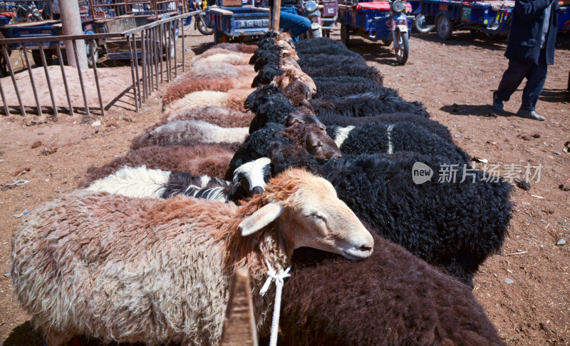 新疆喀什牛羊大巴扎农贸市场绵羊
