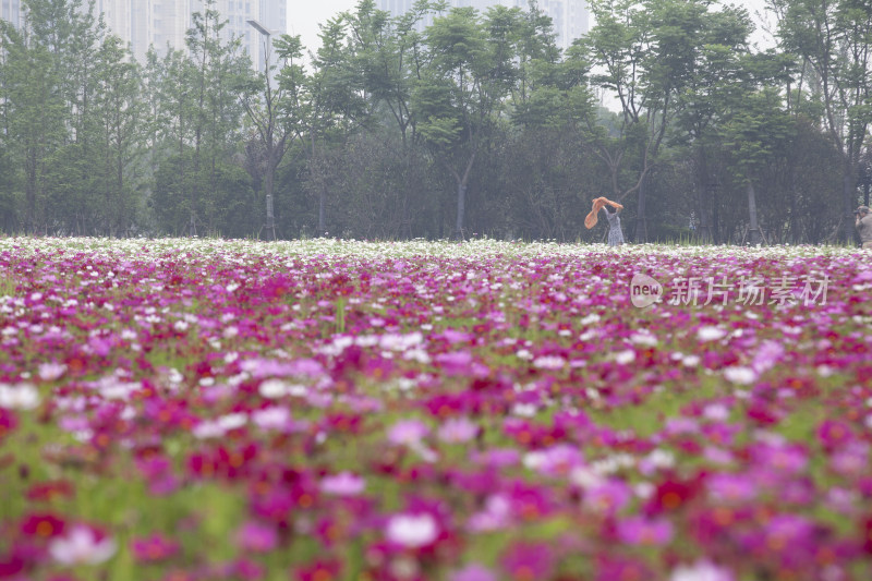 虞美人秋英花 花海 蜜蜂