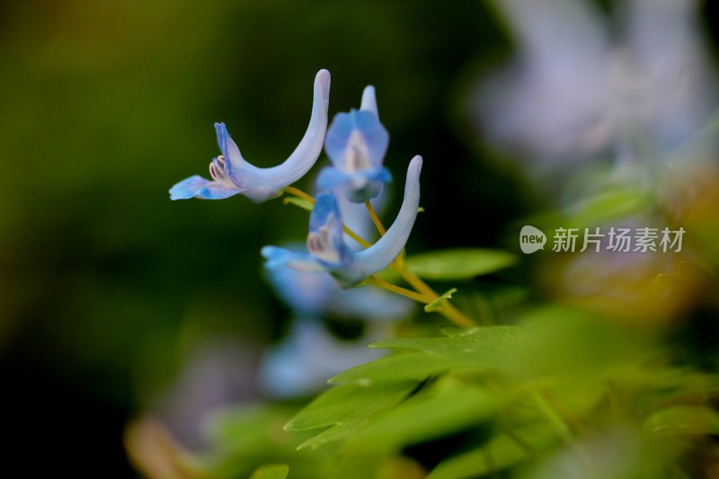 野生中药材元胡的花朵和果实