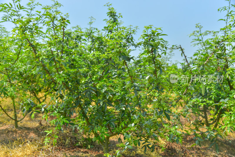 青花椒种植基地