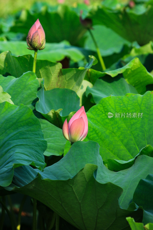 夏日成都温江区鲁家滩荷花盛开