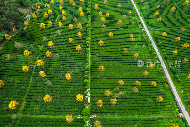 广东清远英德茶园茶场春天采茶风光航拍