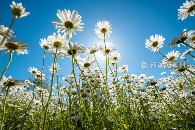 小雏菊特写